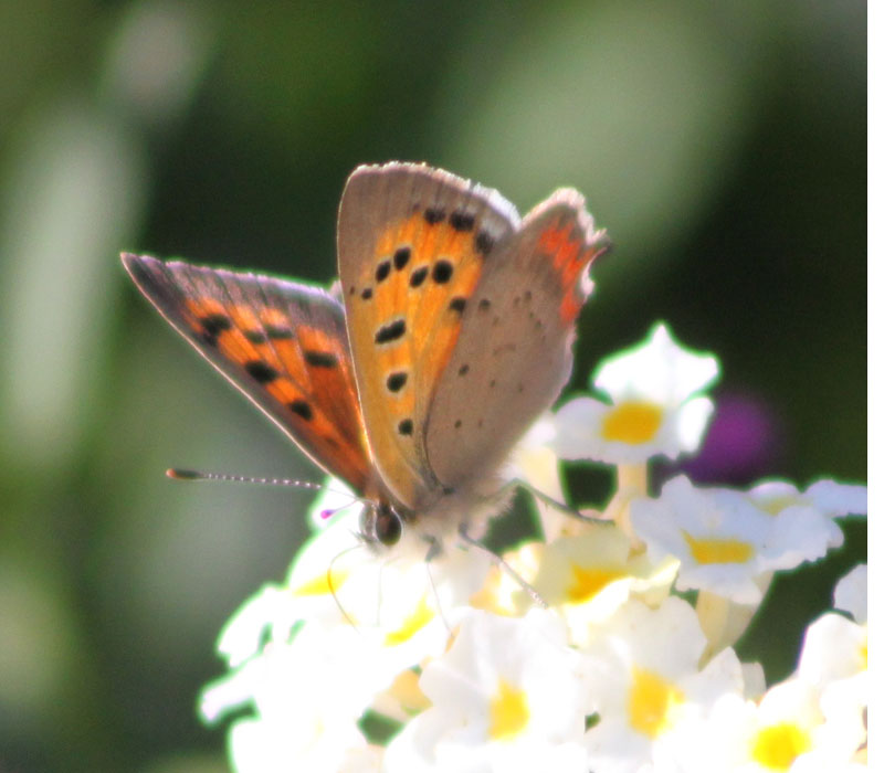 identificazione farfalla - Lycaena phlaeas